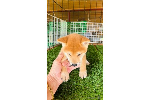 成約済の茨城県の豆柴-351036の6枚目
